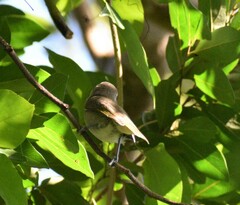 Vireo magister