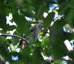 Saltator grandis