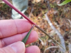 Sorghastrum
