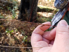 Sorghastrum