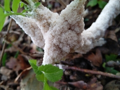 Didymium mucilago