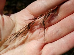 Sorghastrum