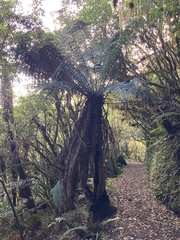 Dicksonia fibrosa