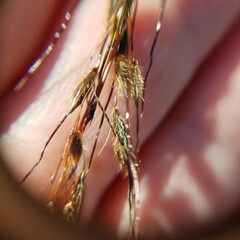 Sorghastrum