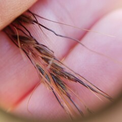 Sorghastrum