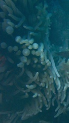 Entacmaea quadricolor