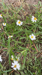 Melampodium leucanthum
