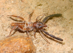 Solpugidae