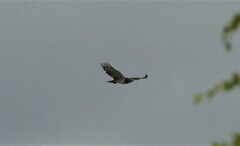 Circaetus pectoralis