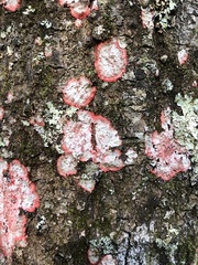 Herpothallon rubrocinctum