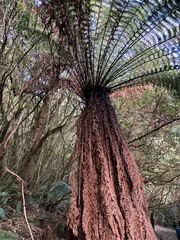 Dicksonia fibrosa