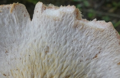 Hypomyces lateritius