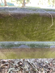 Chrysothrix xanthina