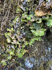 Peltigera britannica