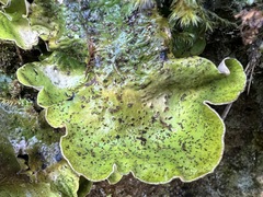 Peltigera britannica
