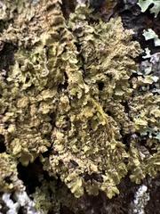 Melanelixia subaurifera