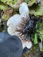 Peltigera britannica