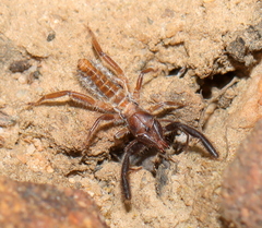 Solpugidae