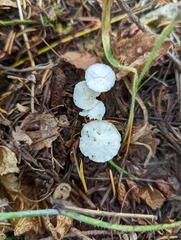 Marasmius calhouniae