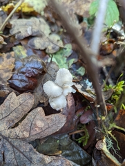 Marasmius calhouniae