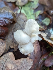 Marasmius calhouniae