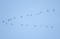 Phalacrocorax carbo sinensis