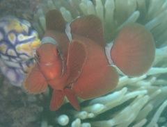 Amphiprion biaculeatus