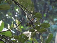 Cantorchilus nigricapillus