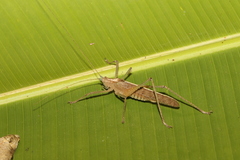 Docidocercus sagittatus