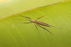 Docidocercus sagittatus