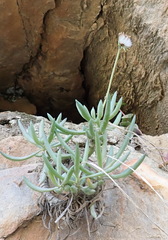 Curio talinoides