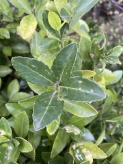 Euonymus japonicus