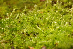 Hypnum resupinatum