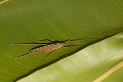 Docidocercus sagittatus