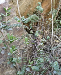 Crassula perforata