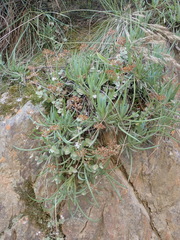 Crassula pellucida pellucida