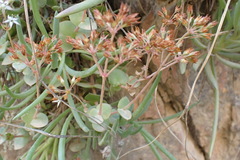 Crassula pellucida pellucida