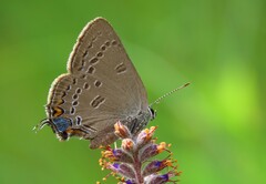 Satyrium edwardsii