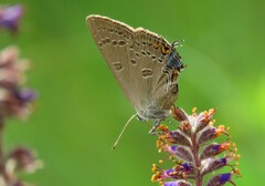 Satyrium edwardsii