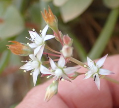 Crassula pellucida pellucida