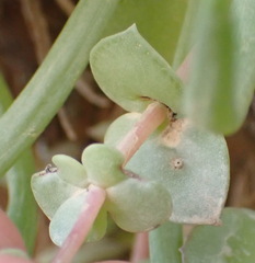 Crassula pellucida pellucida