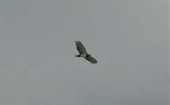 Circaetus pectoralis