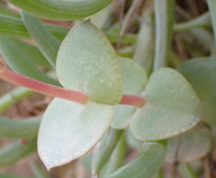 Crassula pellucida pellucida