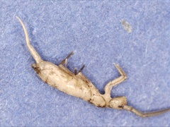 Tomocerinae