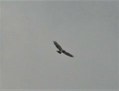 Circaetus pectoralis