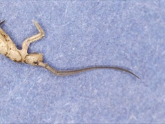 Tomocerinae