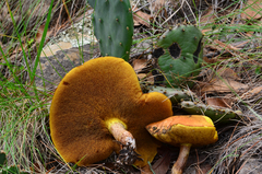 Suillus kaibabensis