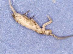 Tomocerinae