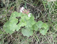 Pelargonium zonale