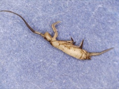 Tomocerinae